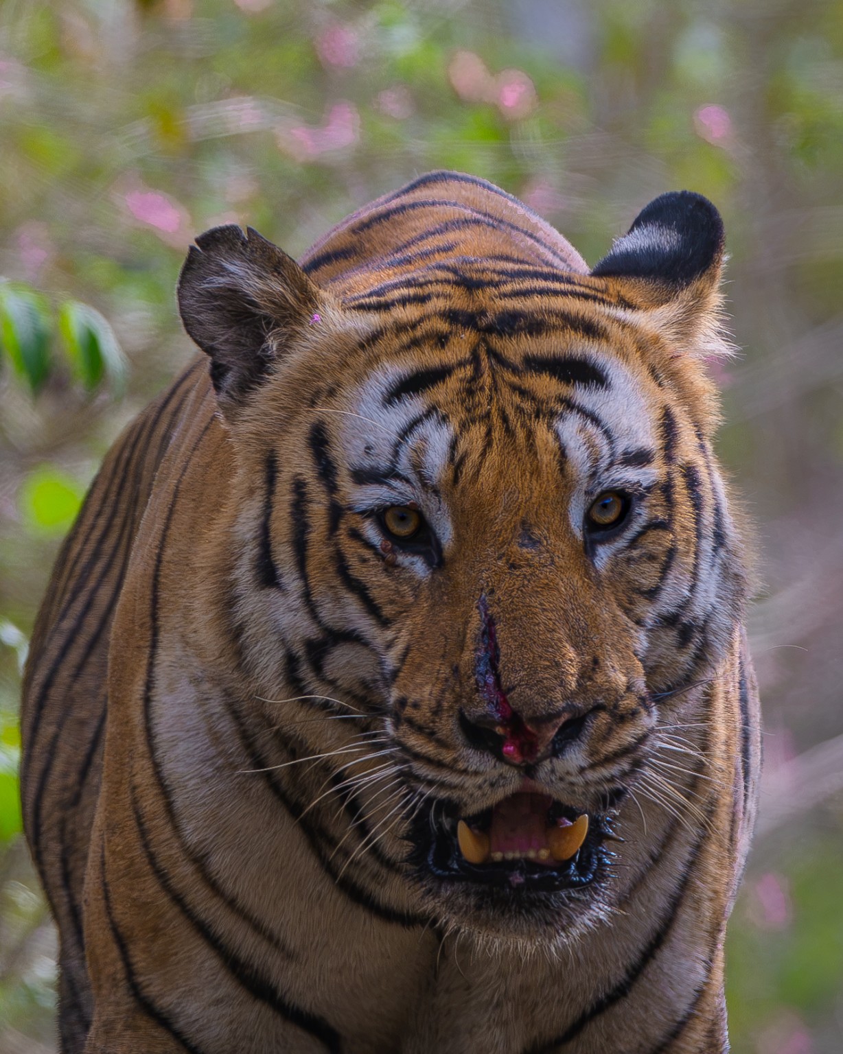 A frontal tiger portrait with direct eye contact and a visible wound on the nose.
