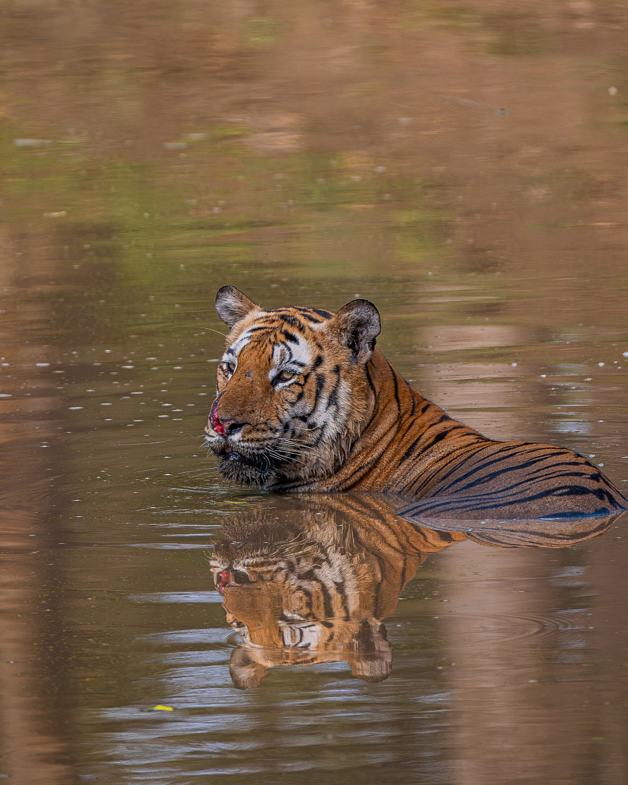 A tiger resting in water with its face and stripes reflected beneath it